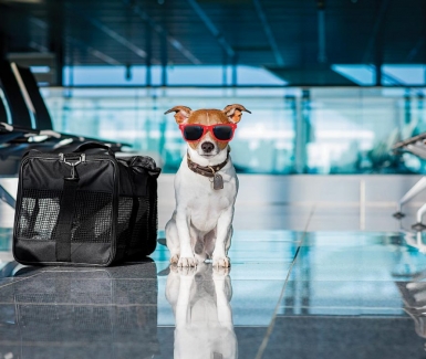   ¿Viajar en avión con tu mascota en fechas decembrinas? Consejos para que vuele segura 